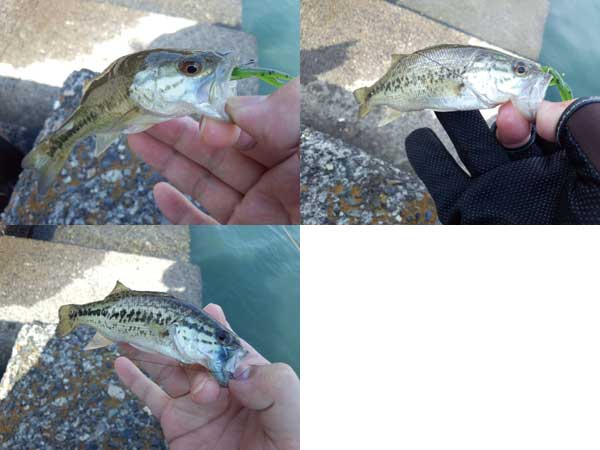 琵琶湖 おかっぱり 釣果