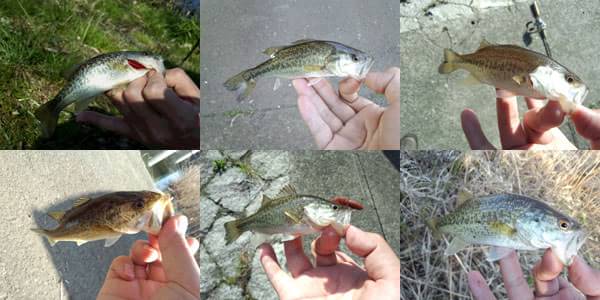 琵琶湖 おかっぱり 釣果