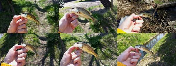 バス釣り 琵琶湖 ポイント おかっぱり 釣果