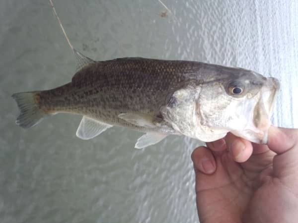 琵琶湖 おかっぱり 釣果