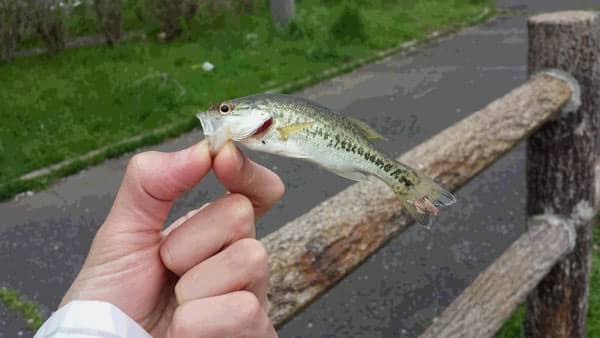 琵琶湖 おかっぱり 釣果