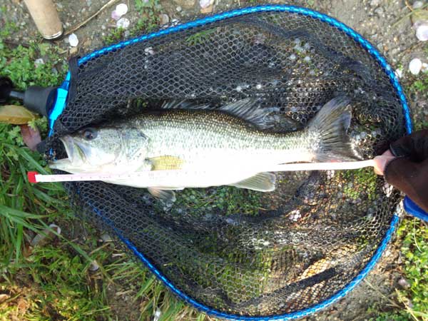 琵琶湖 おかっぱり 釣果