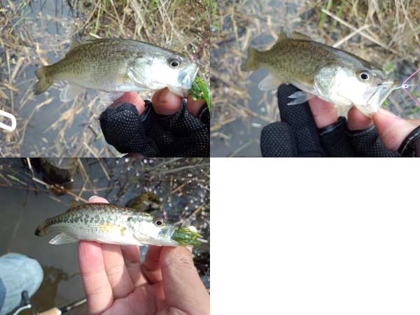 琵琶湖 おかっぱり 釣果