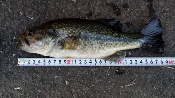 琵琶湖 おかっぱり 釣果