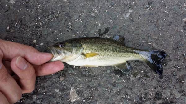 琵琶湖 おかっぱり 釣果