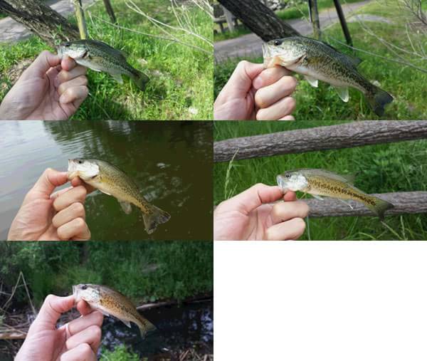 琵琶湖 おかっぱり 釣果