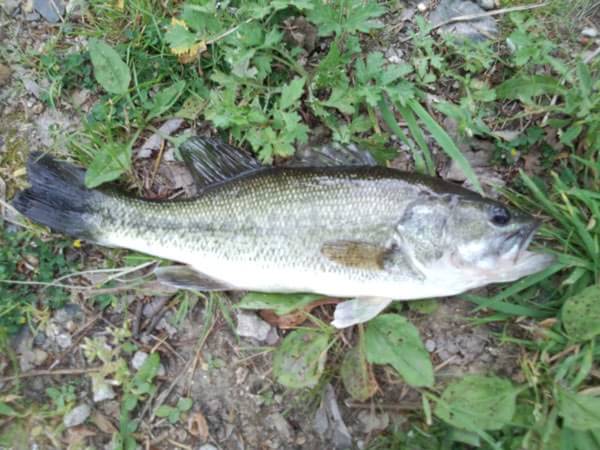 琵琶湖 おかっぱり 釣果