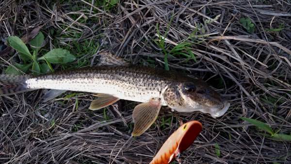 琵琶湖 バス釣り 釣果 ポイント