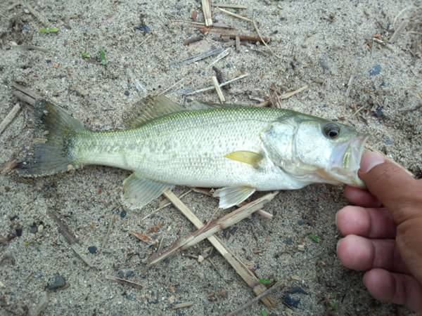 琵琶湖 バス釣り 釣果