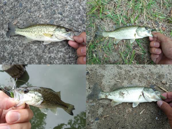 琵琶湖 バス釣り 釣果