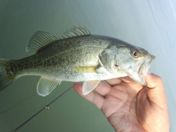 琵琶湖 おかっぱり 釣果