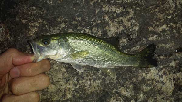 バス釣り 琵琶湖