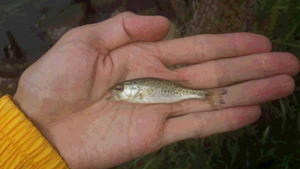 バス釣り 琵琶湖