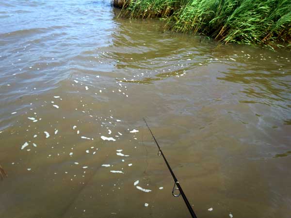 バス釣り 琵琶湖