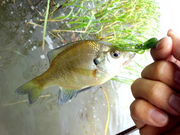 バス釣り 琵琶湖