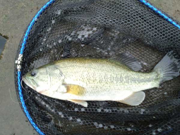 バス釣り 琵琶湖