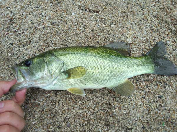 バス釣り 琵琶湖