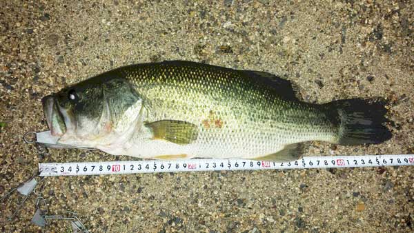 バス釣り 琵琶湖