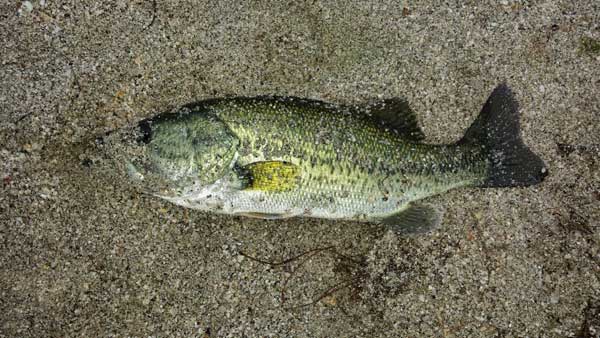 バス釣り 琵琶湖