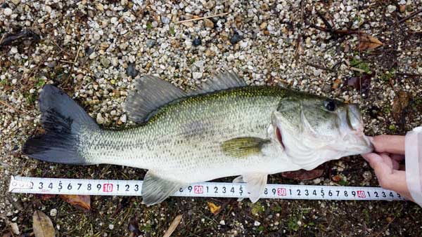 バス釣り 琵琶湖