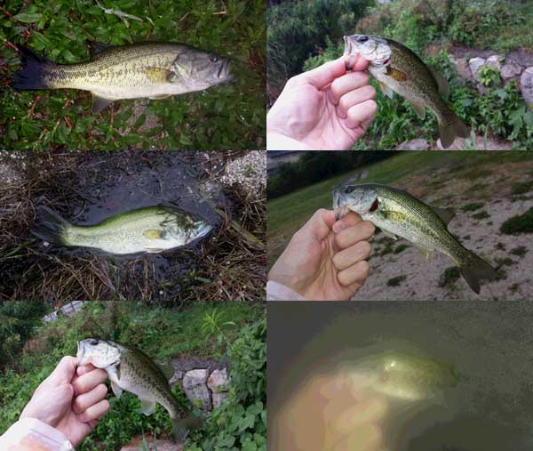 バス釣り 琵琶湖