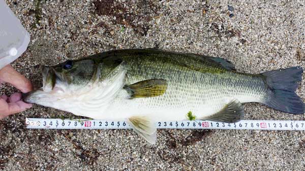 バス釣り 琵琶湖