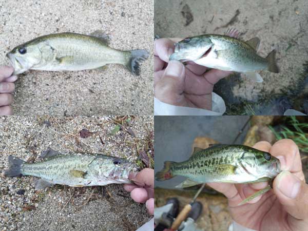 バス釣り 琵琶湖