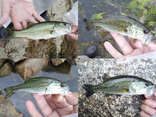 バス釣り 琵琶湖