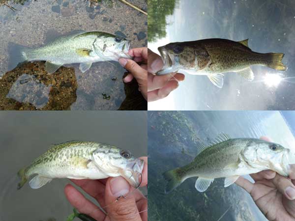 バス釣り 琵琶湖