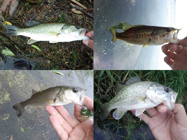 バス釣り 琵琶湖