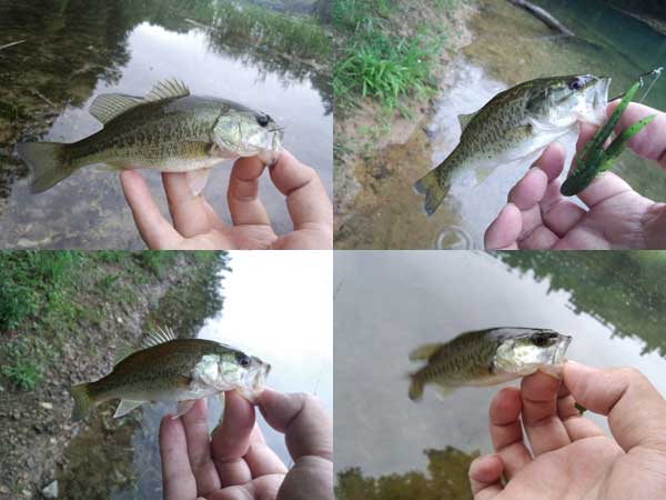 バス釣り 琵琶湖