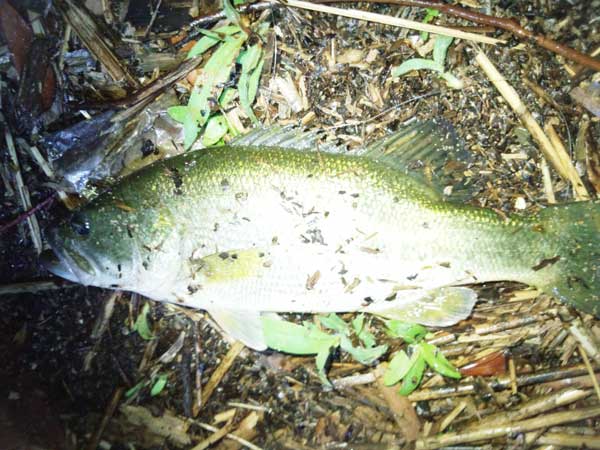 バス釣り 琵琶湖