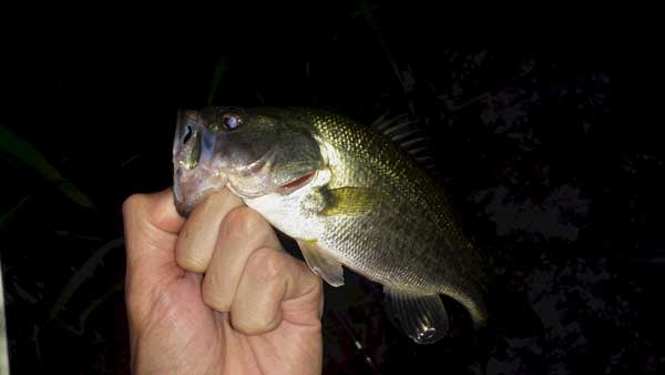 バス釣り 琵琶湖