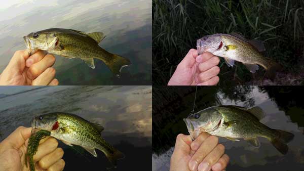 バス釣り 琵琶湖