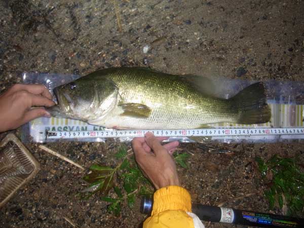 バス釣り 琵琶湖