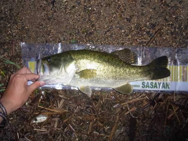 バス釣り 琵琶湖