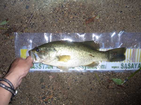 バス釣り 琵琶湖