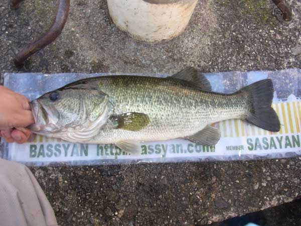 バス釣り 琵琶湖