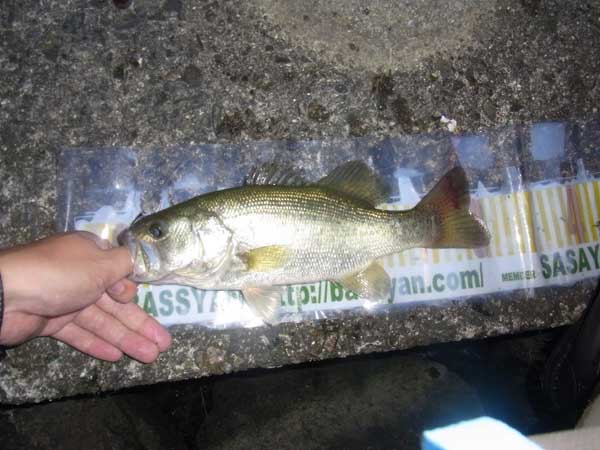 バス釣り 琵琶湖