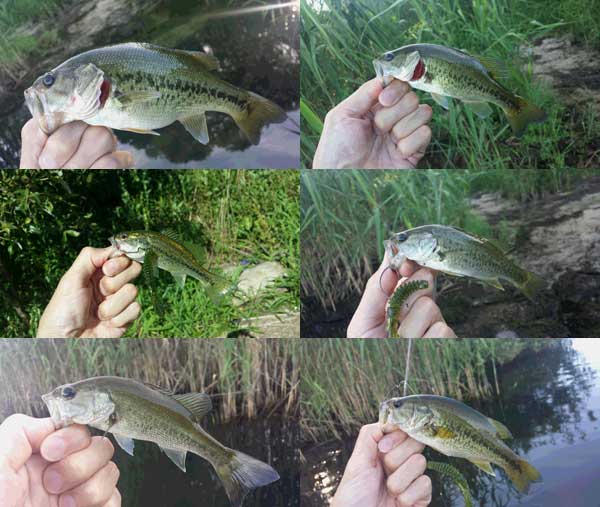 バス釣り 琵琶湖