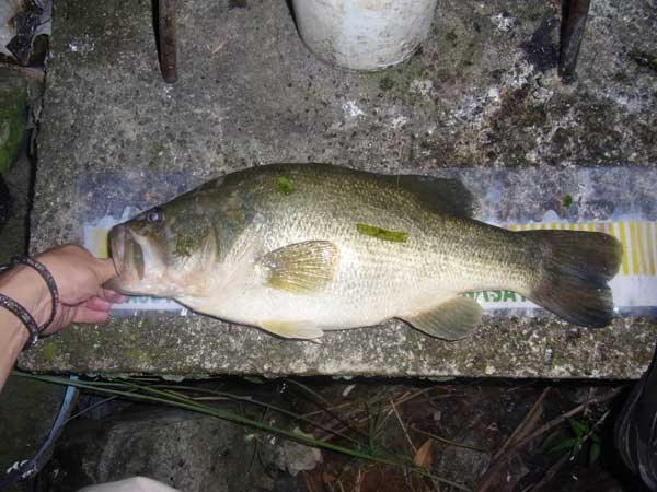 バス釣り 琵琶湖