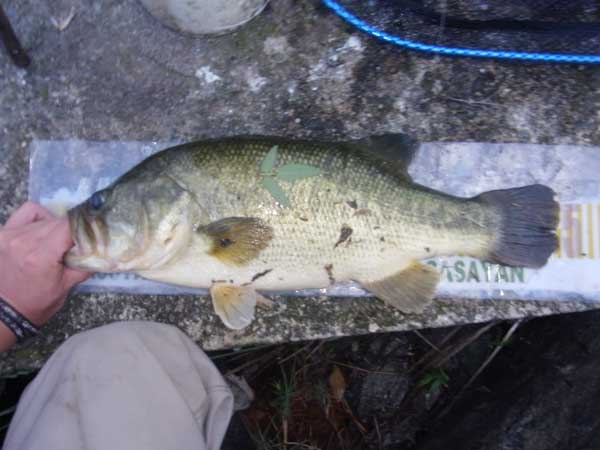 バス釣り 琵琶湖