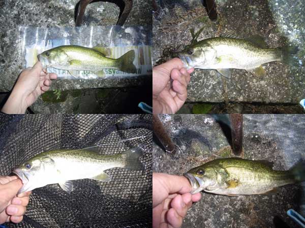 バス釣り 琵琶湖