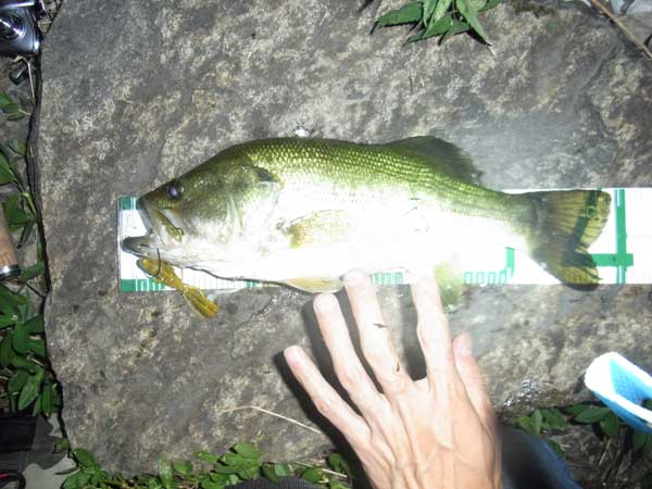 バス釣り 琵琶湖