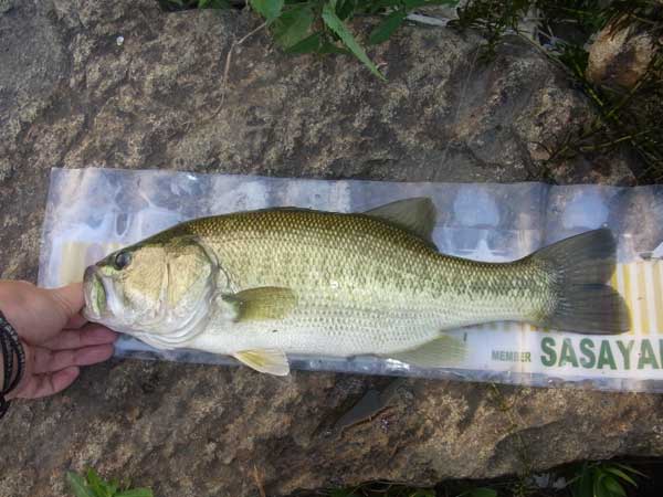 バス釣り 琵琶湖