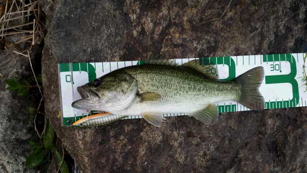 バス釣り 琵琶湖