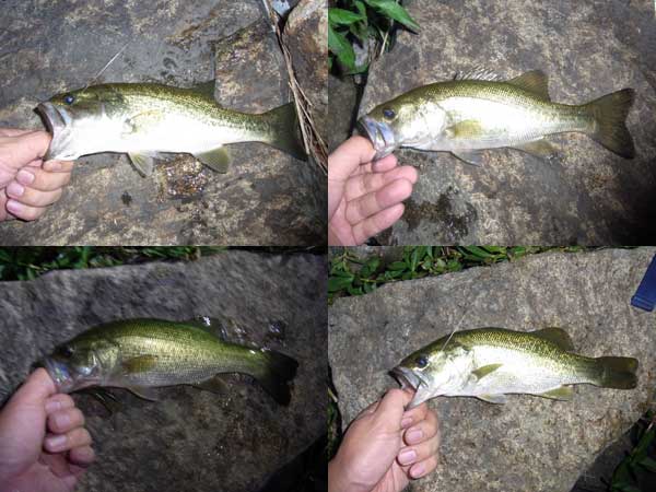 バス釣り 琵琶湖