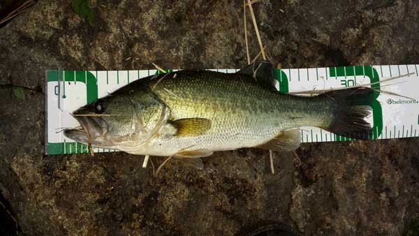 バス釣り 琵琶湖