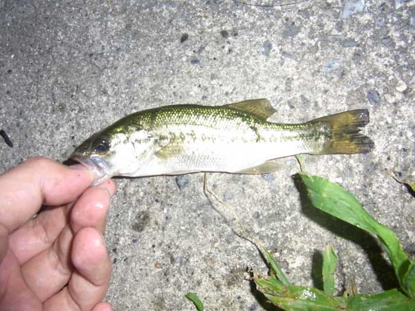 バス釣り 琵琶湖