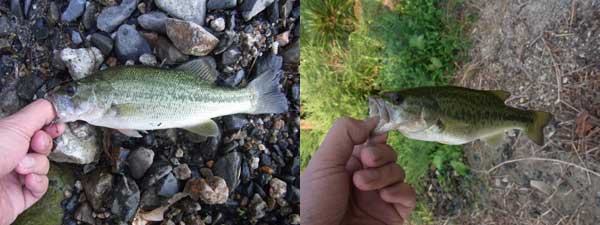 バス釣り 琵琶湖